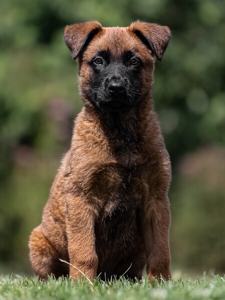WORKING-DOG NEMO kuva 1
